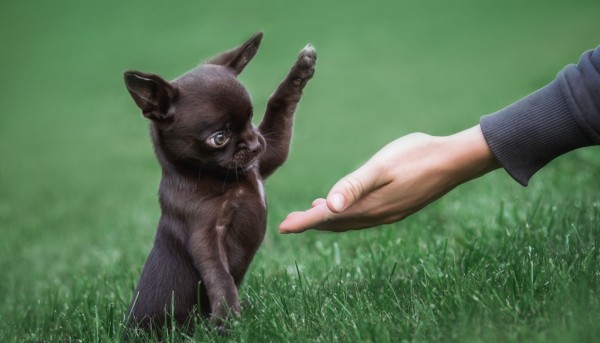 Top 10 Dog Commands Every Pet Parent in Phoenix Should Know, According to Condition K-9 Experts
