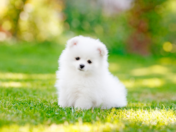 Teacup Pomeranian Puppies: A Complete Guide for New Dog Owners
