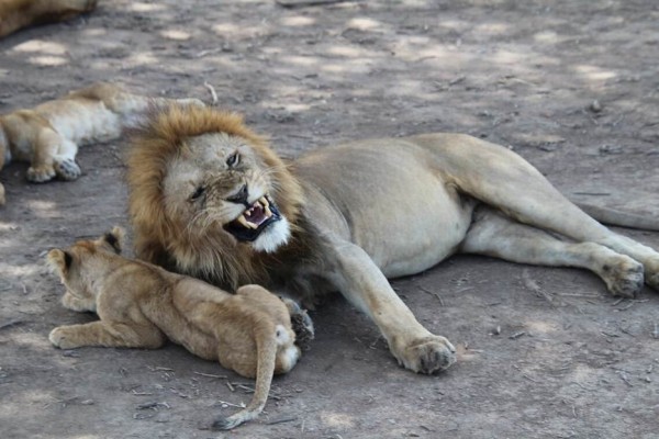 A lioness calmly rests on the ground while her cubs play nearby.

AI-generated content may be incorrect.