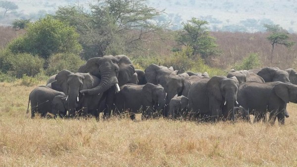 The image depicts a herd of elephants gathered closely together in a grassy savannah, with sparse, scattered trees in the background.

AI-generated content may be incorrect.