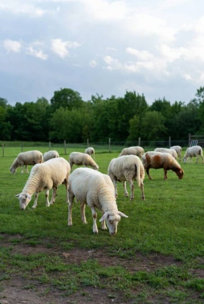 Sheep on pasture farm USA - Order Live Stock