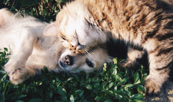 Dog and cat together