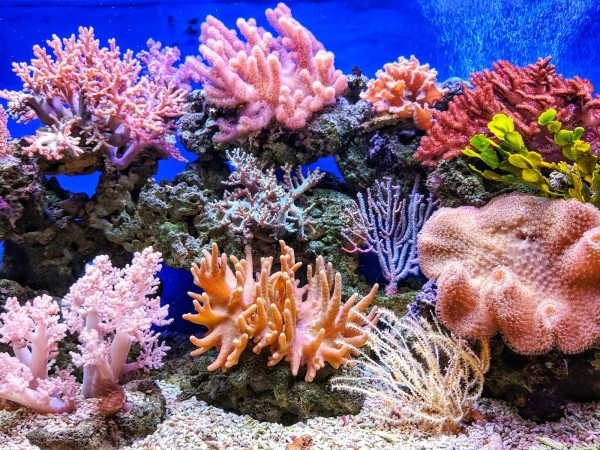 Colorful aquarium