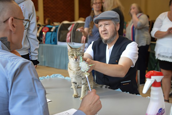 Rare Kanaani Cats Haifa And Haya And Their Custodian Mikhail Salita Break A New World Record Together