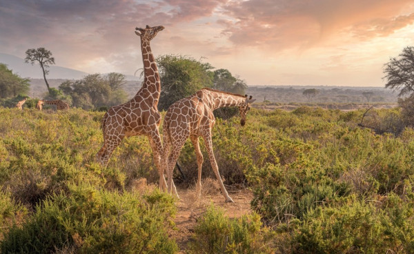 The Greatest African Adventure with Mistral Travel: a luxury safari and beach getaway in Kenya