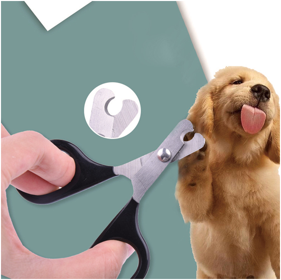 Global Pet Grooming Supply Market: A Shift Towards & Pet Tool Best