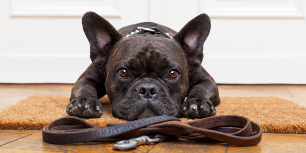 Why In-Home Dog Training is So Effective