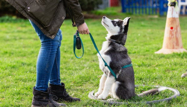 A Guide to Dog Obedience Training, while Building a Strong Bond with Your K-9 Companion