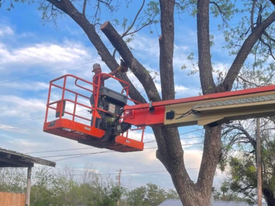 Borders Tree Services Builds a Stronger Reputation Through Growing Five-Star Customer Recognition