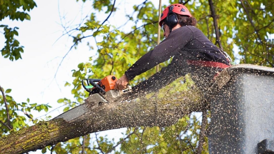 Florence Tree Removal Expands Comprehensive Tree Care Services to Northern Alabama Communities