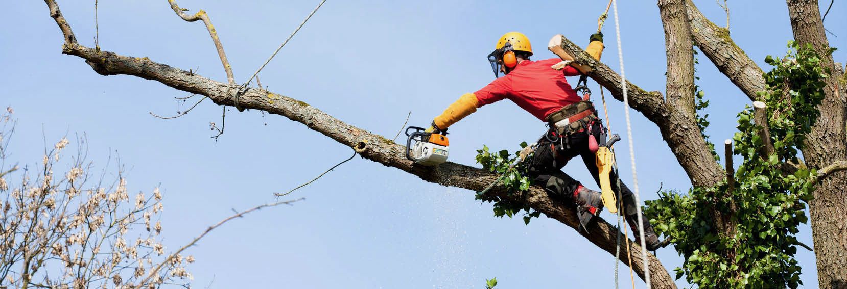 Jackson Tree Removal Expands Services Across West Tennessee, Offering Comprehensive Tree Care Solutions